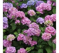 ZXZHYiYao 100pcs Mixed Hydrangea Flower Seeds, Mixed Hydrangea Big Leaf Plants In Pots, Outdoor Plants In Garden