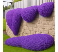 ZXZHYiYao 3000Pcs Creeping Thyme Seeds, Flower Seeds Ground Cover Carpet, Creeping Thyme Perennial Flowering Garden