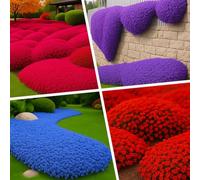 ZXZHYiYao 3000Pcs Creeping Thyme Seeds, Flower Seeds Ground Cover Carpet, Creeping Thyme Perennial（Mixed colors）