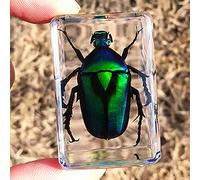 ZYHA Insect Resin,Real Giant Insect Paperweight Taxidermy Specimen ,Real Insect Specimen Transparent Resin Creative Small Ornaments Kindergarten Teaching Observation Toy Scorpion Spider Beetle