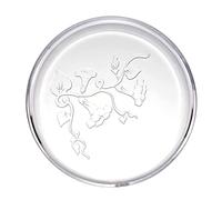 ZYHARUKO Aquarium Shrimp Feeder Dish Fish For Tank Feeding Bowls Round Clear Dishes Tray Feeding Morning Glories Pattern Aquarium Feeder