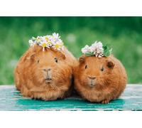 ZYHDK 1500 Pieces - Difficult Jigsaw - Gifts - Poster - Animal Guineapig Pictures - Elderly Memory Cognition Game - Children'S Educational Toys - Jw540Zk