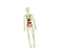 ZYIHNIRB Human Body Model, 3D Cognitive Toy, Transparent Figures to Assemble, Educational Skeleton Made of Polypropylene (PP), Suitable for Children, style B