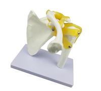 Zymoplas Advanced Shoulder Joint Human Anatomy Model with Functional Ligaments Tools