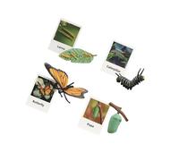 Zymoplas Educational Realistic Life Cycle Figurines Toy for Party Favors Fun and Interactive Simulation Animal, Butterfly