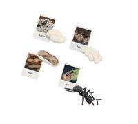 Zymoplas Educational Realistic Life Cycle Figurines Toy for Party Favors Fun and Interactive Simulation Animal, Ants