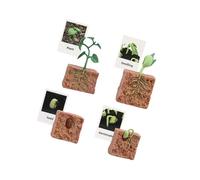 Zymoplas Educational Realistic Life Cycle Figurines Toy for Party Favors Fun and Interactive Simulation Animal, Plant Growth