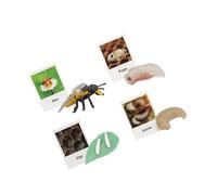 Zymoplas Educational Realistic Life Cycle Figurines Toy for Party Favors Fun and Interactive Simulation Animal, Bee