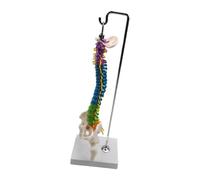 Zymoplas Flexible Spine Model for School Biology Class Anatomical Demonstration Educational Tool, with Pelvis Femur