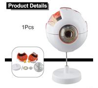 ZYNCUE Human Eye Anatomy Model for Ophthalmology Teaching, 3x Enlarged PVC Simulation with 6 Detachable Components