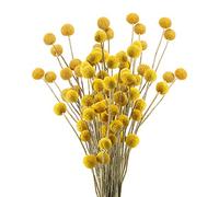 Zythrem 30 Stems Craspedia Dried Flower Natural Bouquet Craspedia Flowers Dried Yellow Billy Button Balls Plant for Wedding Home Table Vase Floral Flower Arrangement