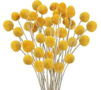 Zythrem 30Pcs Dried Flowers Craspedia Billy Button Dried Flowers Yellow Dry Flowers Golden Ball Flower Bouquet Boho Dried Floral Arrangements for DIY Crafts Wreath Cake Decor Wedding Home Table Vase