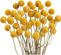Zythrem 30Pcs Natural Dried Flowers Craspedia Billy Button Dried Flowers Yellow Golden Ball Flower Bouquet Boho Dried Floral Arrangements for DIY Crafts Wreath Cake Decor Wedding Home Table Vase