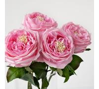 ZYTUYO 17.7" 4PCS Pink Flowers Artificial Roses 3.5" Large Austin Fake Rose Wedding Bouquet Real Touch Peony Flower for Baby Shower Xmas Home Decor Kitchen Living Room Table Flower