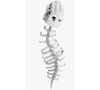 ZYUD Chinese dinosaur skeleton headwear, dinosaur skeleton plush clothing, wearable soft fossil clothing, Halloween role-playing, suitable for gatherings (Large size 47 inches)