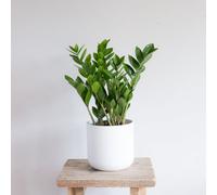 Zz Plant Indoor Houseplant - Hello Houseplants